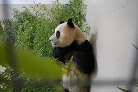 “福宝”回国人气不减，韩国旅行社争推赴华“熊猫游套餐”图片