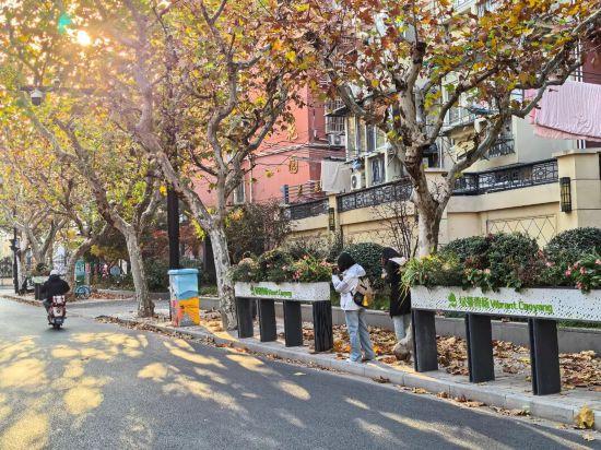 这场秋日浪漫别错过 申城落叶道体验进入倒计时