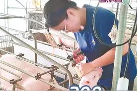 深读丨一头猪盈利300元，“猪周期”拐点来了？图片