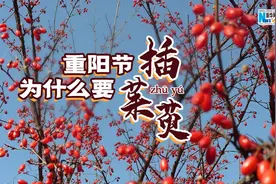 重阳节为什么要插茱（zhū）萸（yú） ？图片