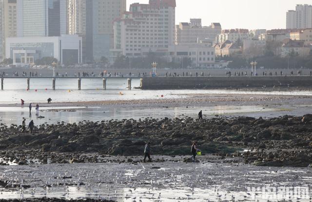 赶海+赏鸥，青岛走起