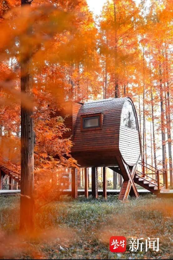 黄海森林：红杉入画来，赏景正当时