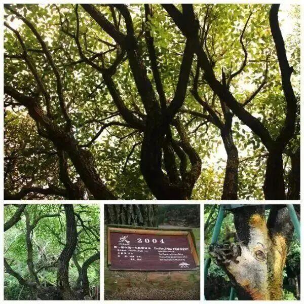 邕抱东博 | 南宁的国际“朋友圈”，一键打卡东盟风情地标