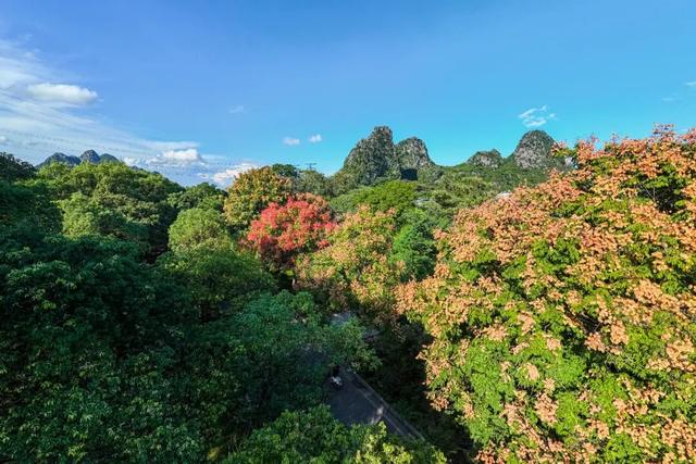 桂林即将进入 “颜值巅峰期”，这些家门口的秋日盛景千万别错过！