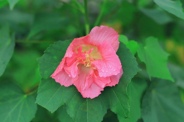 杭城九月赏花指南