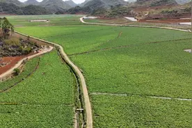 亩产4吨！广南珠琳500亩马铃薯喜获丰收图片