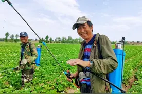 赤峰林西县：小山村绘出夏日产业新“丰”景图片