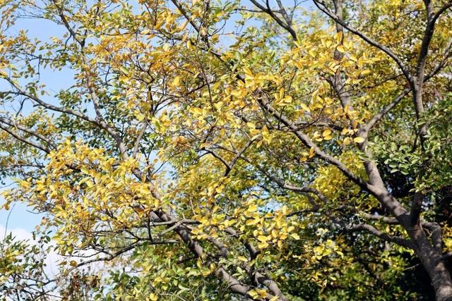 在雨山邂逅暗香苑，寻见一方藏在城市角落的桃花源