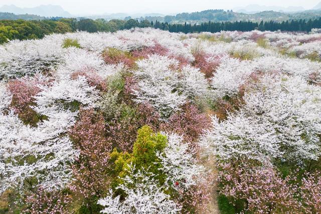 春赴黔境 万象焕新 多彩贵州2026春季文旅盛宴全域启幕