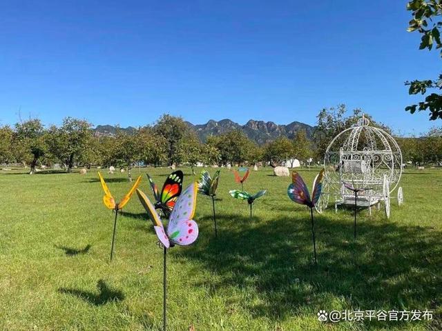北京号最精彩 | 秋景上新！市属公园秋花展持续至11月上旬