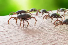 活跃期来了！被它咬一口，有人进了ICU，有人确诊罕见病图片