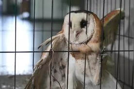江西万年县救助放飞一只国家二级保护动物猴面鹰图片