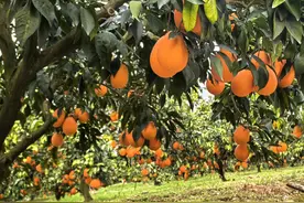 新春走基层丨三峡江畔，“橙”意满满图片