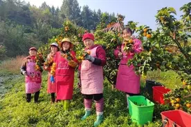 苍溪县白驿镇：200余亩金秋砂糖橘喜获丰收图片