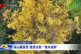 四川文旅报道 | 深山藏美景 银杏古树“独木成林”图片