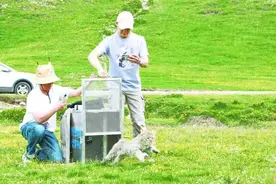 全球首例！荒漠猫佩戴卫星定位项圈放归野外图片