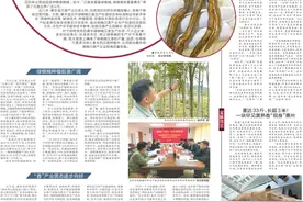 【惠州文脉·创想】惠东绿棋楠沉香生产标准即将发布实施，绿棋楠种植将有规范“说明书”图片
