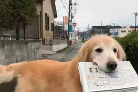 狗狗的6大“通人性”表现，真的很少全占！你家狗狗占了几个？图片