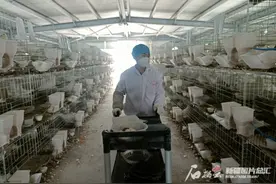 养鸽“小白”变身鸽棚师傅图片