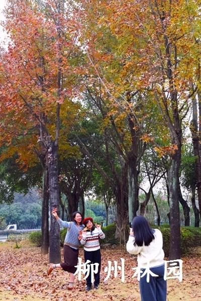 柳州市鹧鸪江桥南休闲绿地迎来最佳观赏期