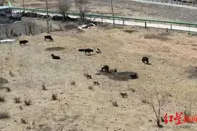 川西村庄频遭猴群骚扰！有人亲眼目睹猴子扇狗耳光，部分村民选择放牧搬家图片