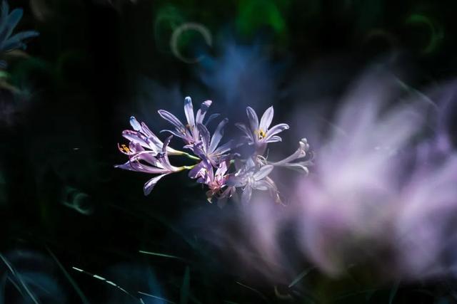 夏末初秋限定！超梦幻的粉紫色花海开了→