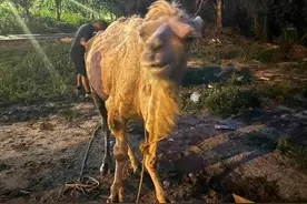 福建平潭“瘦成纸片”的骆驼有了新主人：爱心人士花8000元买下，称已联系兽医检查治疗图片