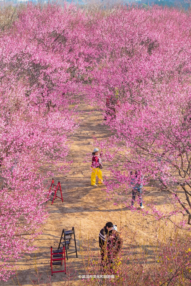 人气王，“梅花坡”热力持续增长！