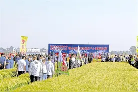 全国（杨凌）小麦新品种观摩活动举行图片