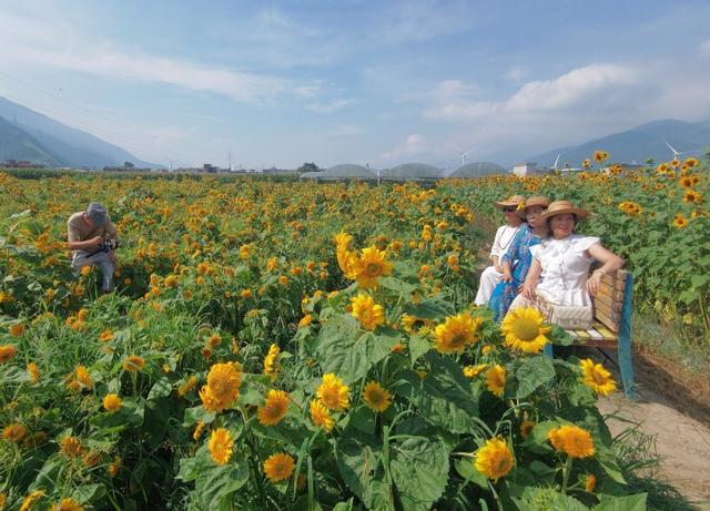 四川德昌：向日葵花海最佳观赏期 四面八方游客纷至沓来