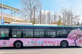 开往春天的巴士！青岛206路樱花巴士邀您共赴浪漫之约图片