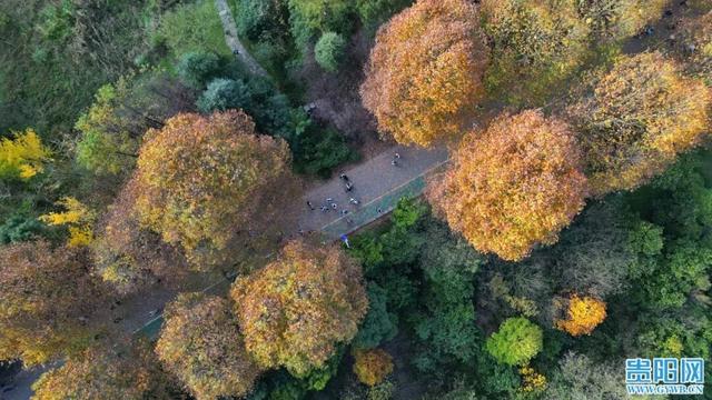 这含“金”量，不摆啦！贵阳的秋天，谁懂？