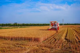壹点图集丨开镰啦！马踏湖畔小麦开始收割图片