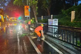 暴雨引发大树倒伏，广州白云城管迅速清理恢复交通图片