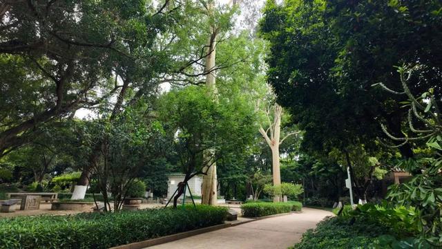 上新！珠海“顶流爱心树”浪漫升级，出片率100%！