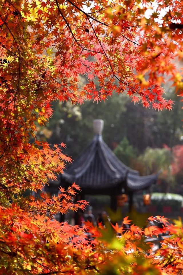 官宣：栖霞山进入最佳观赏期！