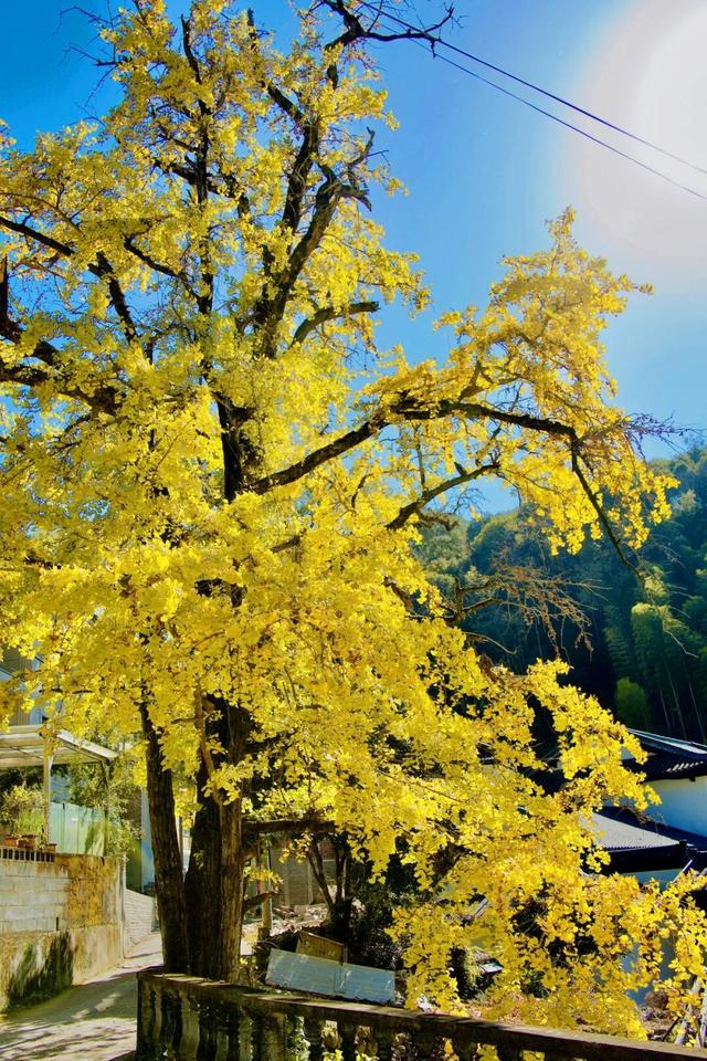 临安，一座被银杏腌入味的城市