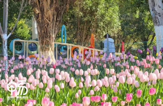 不用去荷兰！福州一公园上新，打卡率 100%...