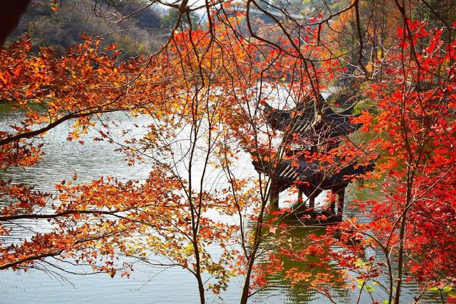 登高、赏花、游江……重阳节将至，带长辈玩转金秋
