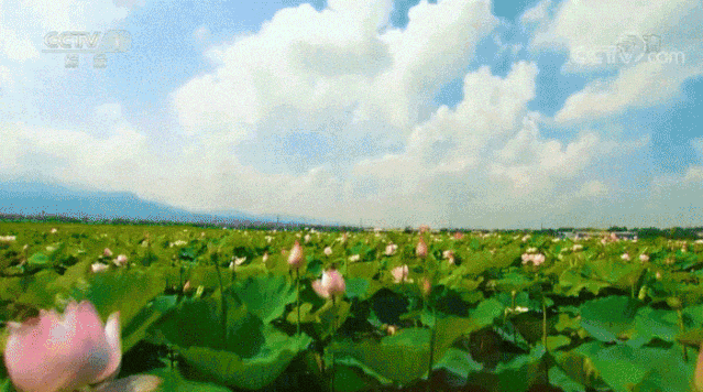 来洪湖，“藕”遇千年秋色！