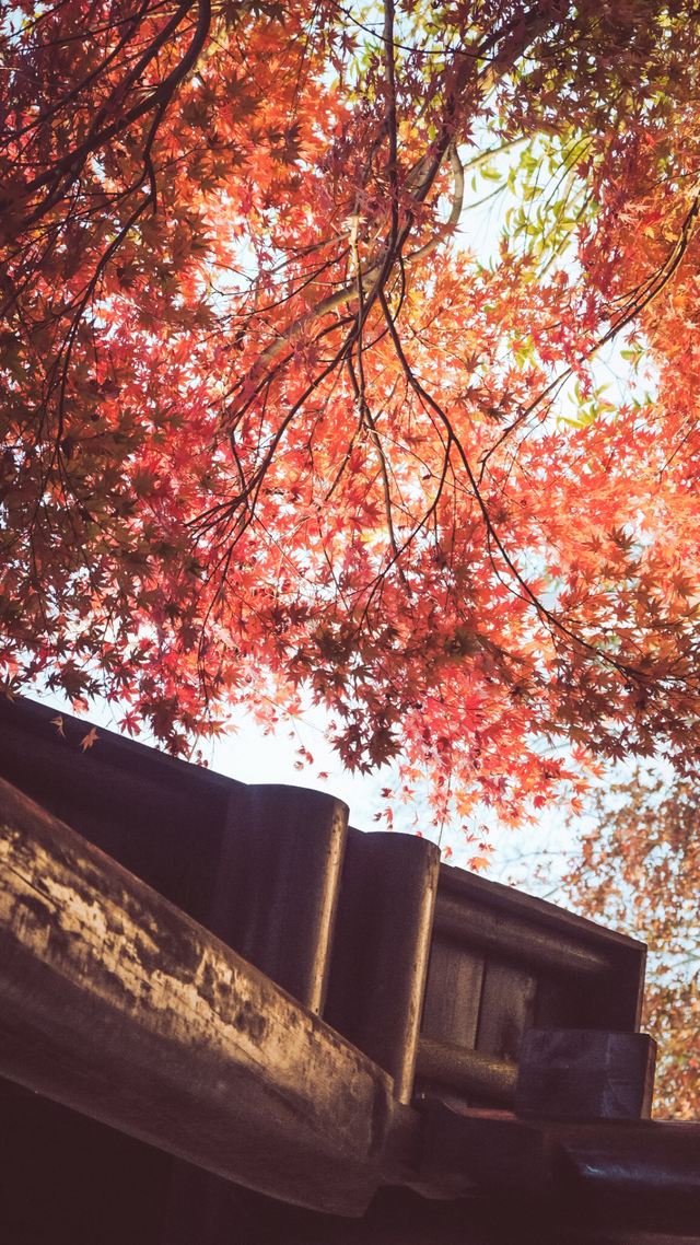 红枫“进度条”拉满，这些打卡地快收好！