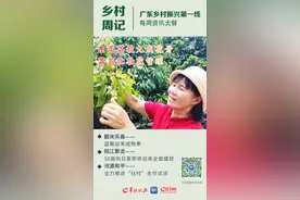 乡村周记｜东莞荔枝九成花开，荔农忙壮花管理；韶关乐昌蓝莓迎来成熟季图片