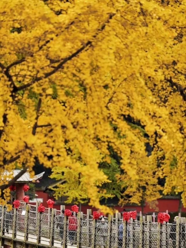 一年一度朋友圈银杏比美时刻，又！来！了！