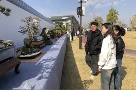 温岭首届盆景艺术精品展：200余件作品展“自然之美，匠心之韵”图片