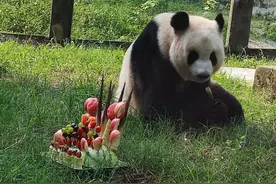 全国熊猫最多的城市动物园“长成记” 重庆动物园大熊猫繁育背后的故事图片