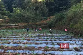 黄精地里生“黄金”，湖北来凤中药材成致富“良方”图片