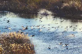 天蓝水清白鹭飞，尽显南京体面！一座千万人口重工业城市的绿色答卷图片