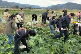 中都物业爱心接力，全员采收“暖心”包菜图片