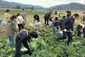 中都物业爱心接力，全员采收“暖心”包菜图片