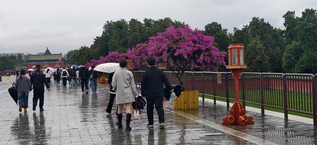 京城秋雨歇又至，游客热情不减